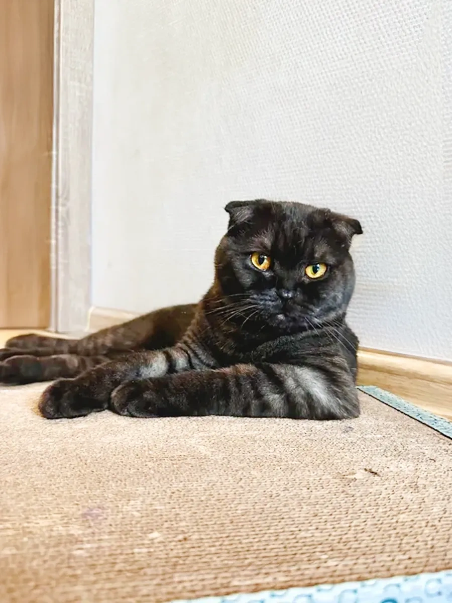 Kogtedralka Büyük Kedi Tırnak Taşıma Cihazı 30x56 Cm, Yer Tipi. 23790698