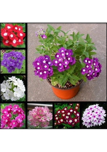30 Adet Karışık Renkli Mine Çiçeği Tohumu Verbena