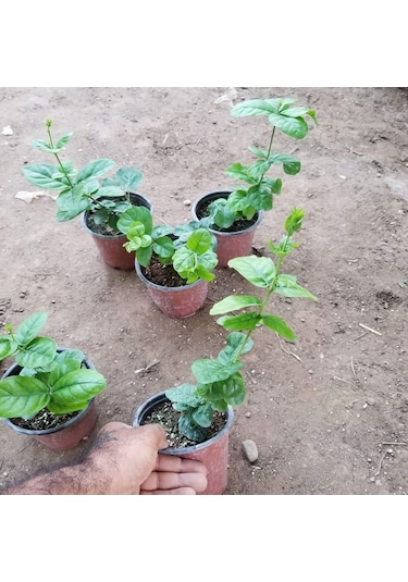 Katmerli Full Çiçeği  5.5 Cm Saksıda