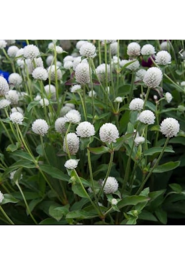 Gomphrena Globosa Beyaz Medine Çiçeği Tohumu 50 Tohum