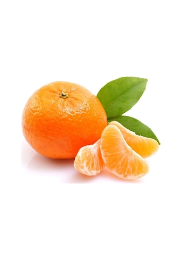 Tüplü Aşılı Satsuma Mandalina Fidanı Yaş 1-2 Boy 90-110Cm