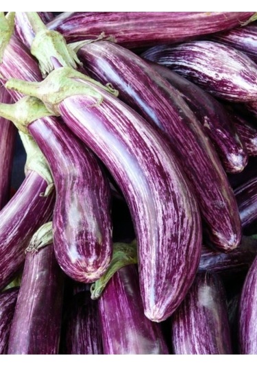 100 Adet Tohum Nadir Çizgili Uzun Yalova Kemer Patlıcan Tohumu Saksı Toprak Hediyeli