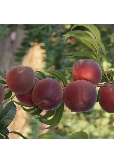 Tüplü Sert İri Meyveli Spring Lady Şeftali Fidanı