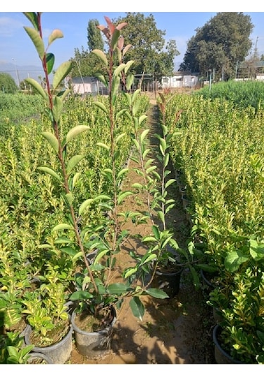 10 Adet Alev Ağacı Ortalama 1 M. Alev Çalısı P.f.red Robin