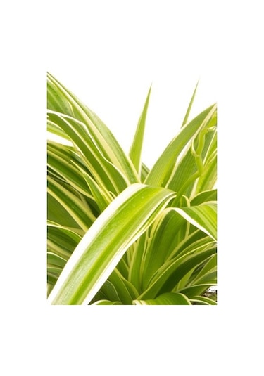 Alacalı Kurdele Çiçeği 15-25 Cm