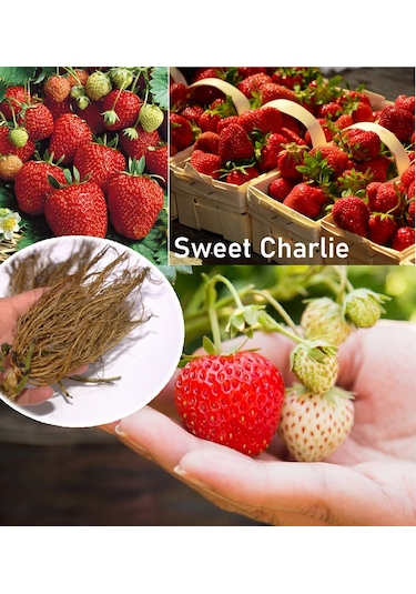 Sweet Charlie Çilek Fidesi 100 Adet Yediveren Çilek Fide Açık Kök
