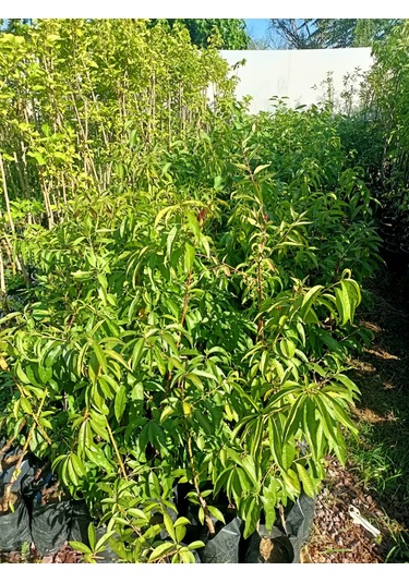 Yeşil Deniz Fidancılık Tüplü Gülhaven Şeftali Fidanı 70-120 Cm