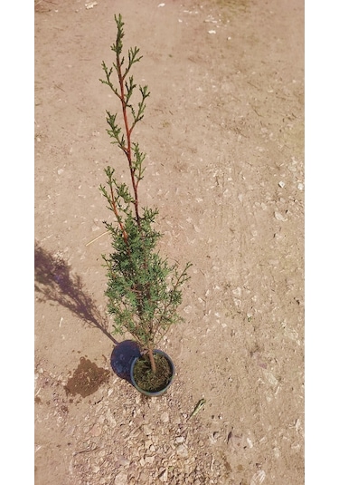 MEZARLIK ÇAMI - KABİR AĞACI 1 METRE