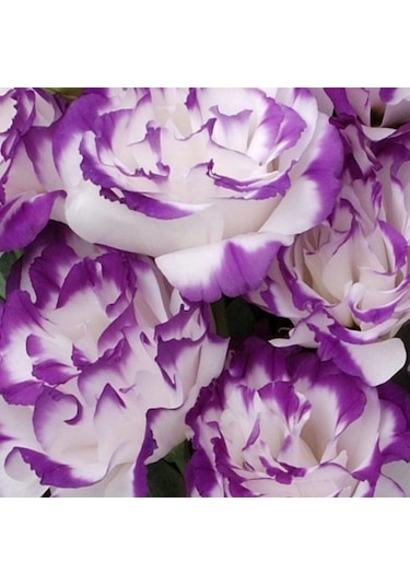 Katmerli S.blue Picotee Lisianthus Çiçeği Fidesi 3 Adet