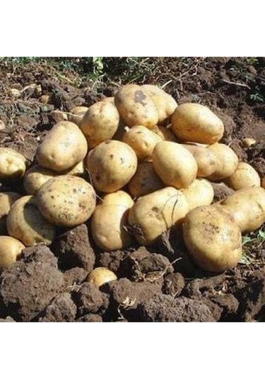 Afyon a Patates Kızartmalık / Yemeklik 10 Kg