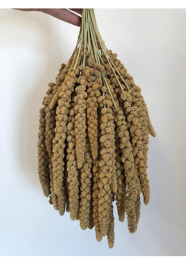 Sarı Dal Darı- 2kg-Kuş Yemi