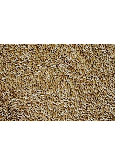Kanarya Yemi 5 KG ( Sade )