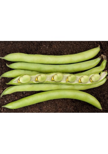 Luz De Otono Ithal Bakla Tohumu 1 Kg