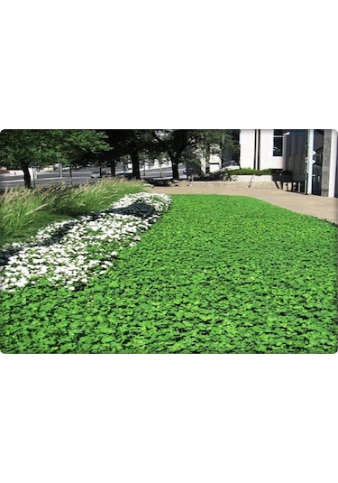 Fare Kulağı TohumuDichondra Repens500 GR