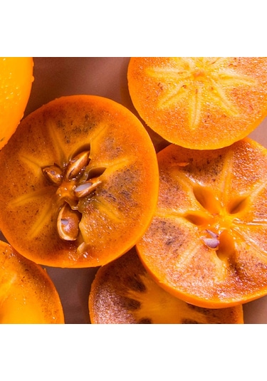 Çikolatalı Harbiye Hurma Fidanı 5 Adet Kakaolu