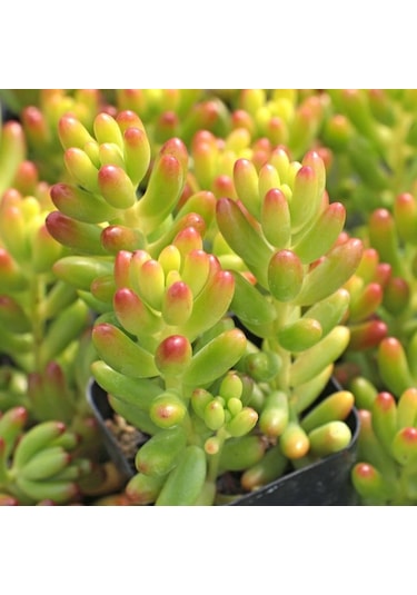 Sedum Rubrotınctum 20 Adet - Jelly Bean Sukulent