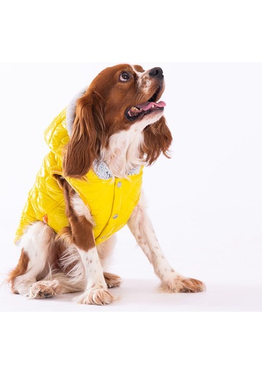 Pawstar Sarı Light Wave Anorak Yelek Köpek Yeleği
