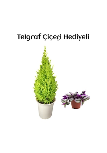 Limon Kokulu Salon Limon Çamı Sevgililer Gününe Özel Telgraf Hediyeli