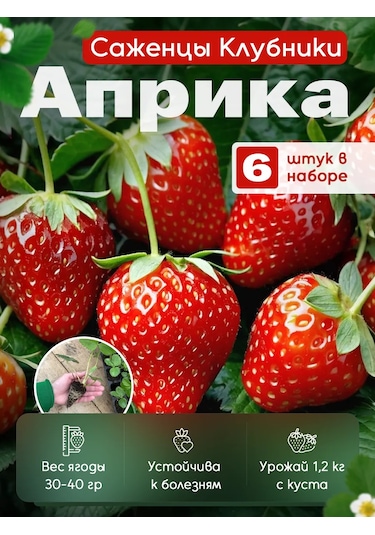 Aprica Çilek Fidanı Fidesi 6 Ad