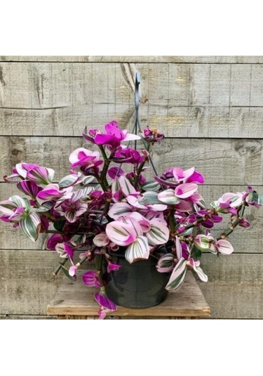 Pembe Telgraf Çiçeği Fidanı Nanouk Telgraf Çiçeği 10-20 Cm