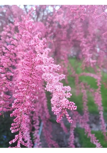Ilgın Ağacı Fidanı - Bahçenize Zarif Ve Dayanıklı Güzellik Katın"