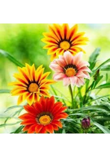 20 Adet Tohum Nadir Bulunan Koyun Gözü Çiçeği Koyun Gözlü Çiçek T