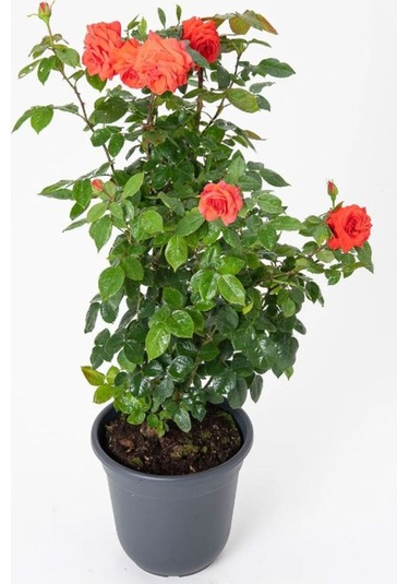 Canlı Turuncu Renk Bahçe Gülü Yediveren 30-40cm Rose