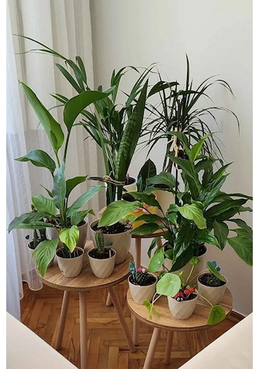 3'lü Zigon Sehpa Seti Saksılık Ve Çiçeklik Standı, Dekoratif Yan Sehpa Ahşap Ayaklı 33 Cm Çap - Atlantik Çam Atlantik Çam