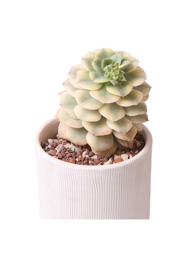 Echeveria Niksana - Sukulent Haangarden