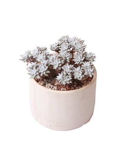 Echeveria Doodleya - Sukulent Haangarden