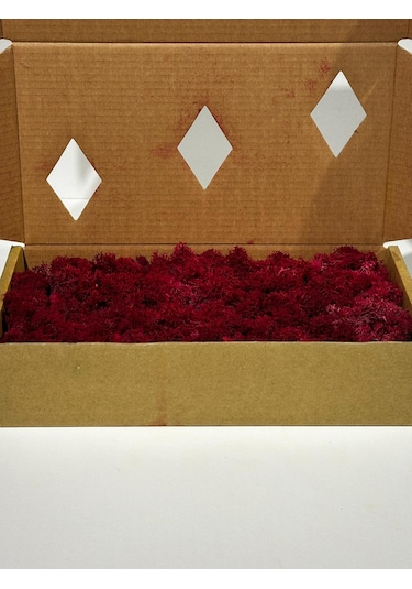 Reindermoss Şoklanmış Norveç Yosunu Terarium Yosunu Fushia 500 Gr.