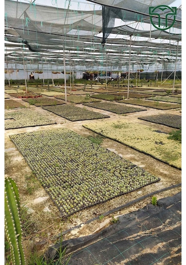 10 Lu Kaktüs Set - Özel Türler - 5.5 Cm Saksıda