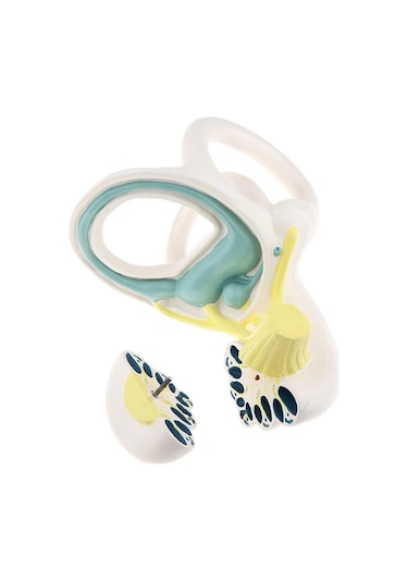 Suntek Büyütülmüş İnsan Kulağı Labirent Anatomik Yapı