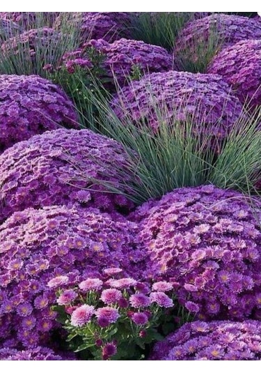 Teras Bitkisi Mor Renk Kasımpatı Çiçeği 1 Adet Saksılı 10-25 Cm