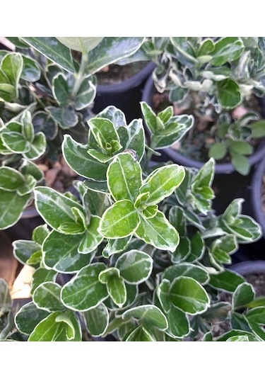 10 Adet Gümüş Taflan. Saksıda. Euonymus Japonicus Silver King