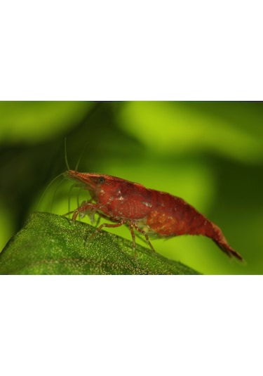 Kiraz Karides 10 Adet 1-1,2 Cm