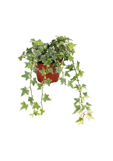 Mini Hedera Alacalı Salon Sarmaşığı- Hedera Helix Variegata Askılı Saksıda 3 Adet