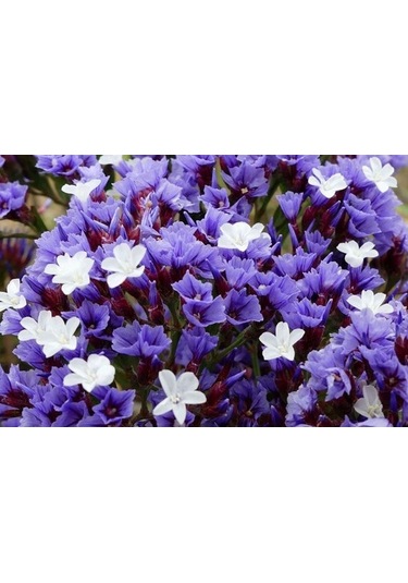 Deniz Lavantası Çiçeği Tohumu[10 Adet Tohum]