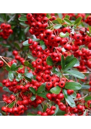 Bahçevilya 2 Yaşında Kırmızı Bodur Ateş Dikeni Fidanı