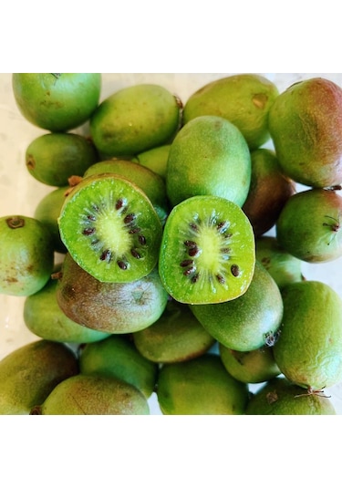 Bahçevilya Mini Kivi Fidanı 1-2 Yaş Arası Tüplü