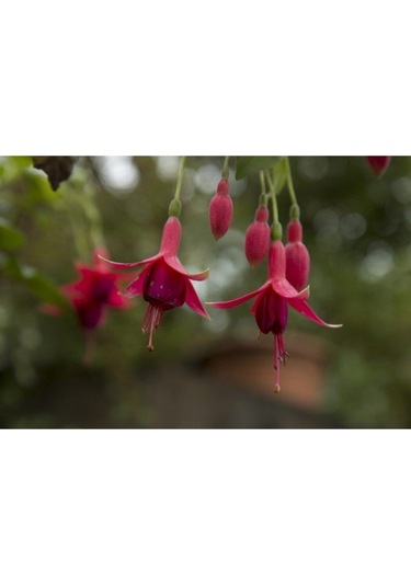 Nadir Kırmızı Küpeli Çiçeği Tohumu 5 Tohum Çiçek Tohumu