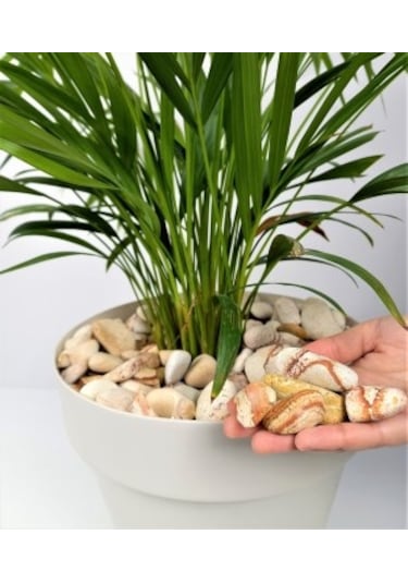 Sarı Çizgili Dolomit 1 Kg 2-4 Cm Sarı Dolomit Taş