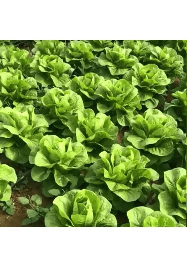 Sunagri Yedikule Marul Tohumu