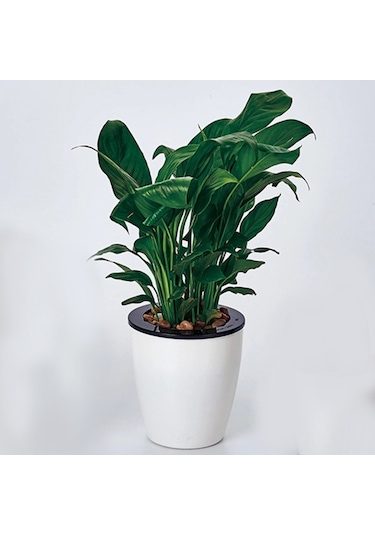 Tembel Saksılar Otomatik Su Emici Hidroponik Saksı Bitkileri Dairesel Reçine Plastik Saksılar Çift Katmanlı Tasarım Kendi Kendini Sulama Ekici, Çap: 11cm, Yükseklik: 10.3cm Beyaz