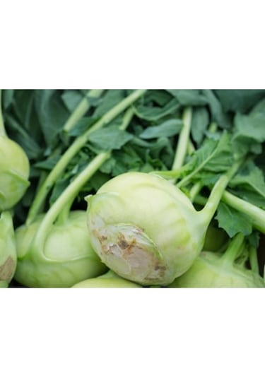 Süper Paket 400 Tohum Meşhur Alabaş Tohumu Kohlrabi Tohumu