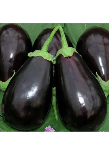 100 Adet Patlıcan Adana Dolmalık Sebze Tohumu