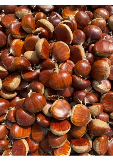 Tiresepeti Doğal Taze Kestane İri Boy Yeni Mahsül 1 KG