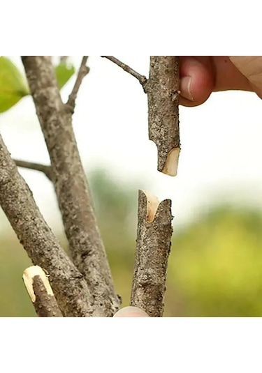 Suofeng Aşı Makası - Profesyonel Bahçe Budama Ve Aşılama İçin 3 Değiştirilebilir Bıçaklı Yüksek Kaliteli Çelik Makas