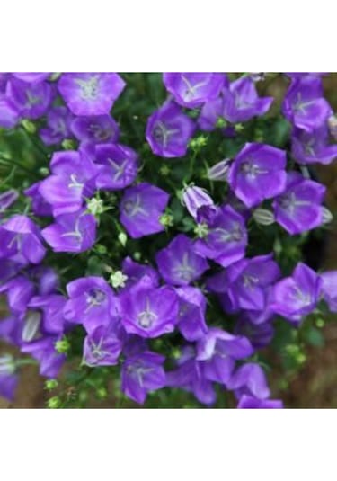 Mor Kadeh Çiçeği Tohumu Ekim Seti