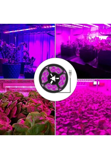 Bitki Işık Şeritleri - İç Mekan Bitkileri, Sukulentler, Hidro Çok Renkli